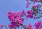 ʫʶ ޱ